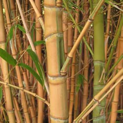 Bambu Phyllostachys aurea Koi